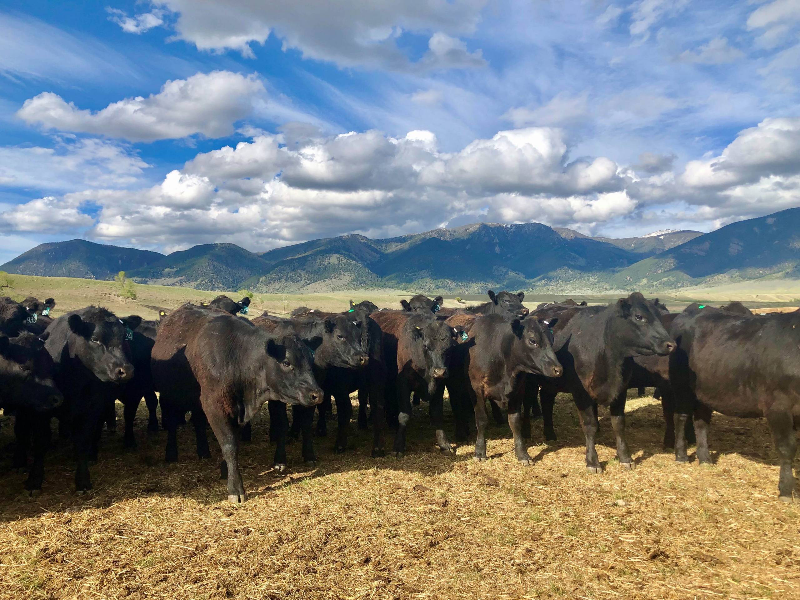 Black cattle in field.